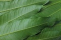 Fresh green mango leaf texture for background.mango tree from thailand Royalty Free Stock Photo