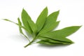 Fresh green mango leaf on white background Royalty Free Stock Photo
