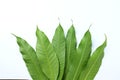 Top view Fresh green mango leaves,leaf isolate on white background. Concept of the botany and natural characteristics of mango lea Royalty Free Stock Photo