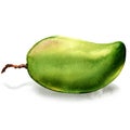 Fresh green mango whole fruit isolated, watercolor illustration on white