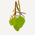 Fresh green mangoes isolated illustration. Delicious fruit mango. Indian mango