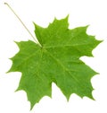 Fresh green maple leaf isolated on white Royalty Free Stock Photo