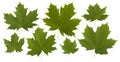 Fresh green maple leaves Royalty Free Stock Photo