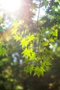 Fresh green maple leaves. Royalty Free Stock Photo