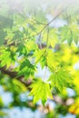 Fresh green maple leaves. Royalty Free Stock Photo