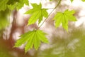 Fresh green maple leaves in spring Royalty Free Stock Photo