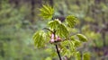 Fresh green maple leaves in spring. Royalty Free Stock Photo