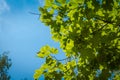 Fresh Green Maple Leaves Royalty Free Stock Photo