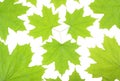 Fresh green maple leaves on a white background Royalty Free Stock Photo