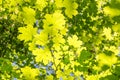 Fresh green maples leaves in spring