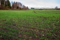 fresh green meadow fieldswith grass pattern in wet summer