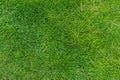 Fresh green meadow grass top view