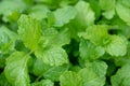 Fresh green mint growing in the garden. Plant/herb backdrop Royalty Free Stock Photo