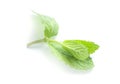 Fresh green mint herb leaves twig closeup