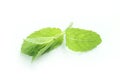 Fresh green mint herb top leaves closeup