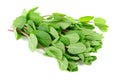 Fresh Green Mint Herb on White Background