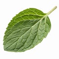 Fresh Green Mint Leaf Isolated on Transparent Background Natural Herb for Culinary and Aromatic Use Royalty Free Stock Photo