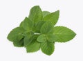 Fresh green mint leaves Royalty Free Stock Photo