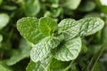 Fresh green mint leaves background Royalty Free Stock Photo