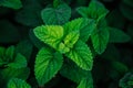 Fresh green mint leaves. Background with mint leaves. Ecology natural concept Royalty Free Stock Photo