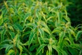 Fresh green mint leaves. Background with mint leaves. Ecology natural concept Royalty Free Stock Photo