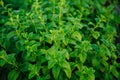 Fresh green mint leaves. Background with mint leaves. Ecology natural concept Royalty Free Stock Photo