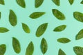 Fresh green mint leaves background. Royalty Free Stock Photo