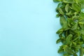 Fresh green mint leaves on color background Royalty Free Stock Photo