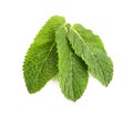 Fresh green mint leaves Royalty Free Stock Photo