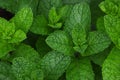 Fresh green mint leaves growing on garden bed Royalty Free Stock Photo