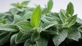 Fresh Green Mint Leaves with Ice Cubes White Background Defocused Royalty Free Stock Photo