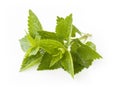 Fresh green mint leaves Royalty Free Stock Photo