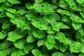Fresh green mint leaves. Nature pattern for background