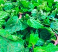 Fresh green mint leaves peppermint aromatic flavoring herb vegetable food ingredient in a plate image closeup view photo