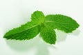 Fresh green mint leaves on white background Royalty Free Stock Photo