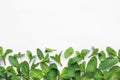 Fresh green mint leaves on white background,  view Royalty Free Stock Photo