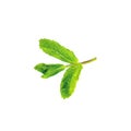 Fresh green mint peppermint, spearmint branch with leaves isolated on white background. Royalty Free Stock Photo