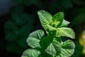 Green mint plant growing in garden Royalty Free Stock Photo