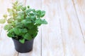 Fresh green mint plant in a tin pot on a wooden table