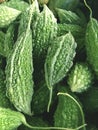 Green Momordica charantia fruit in market