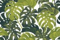 Fresh green monstera leaves on white background. Botanical art