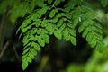 Fresh Green Moringa leaves in the Garden HD Image