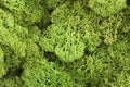 Fresh green moss Royalty Free Stock Photo