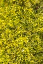 Fresh green moss Royalty Free Stock Photo