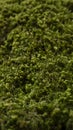 Fresh green moss