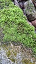 Fresh green moss growing on the cement floor Royalty Free Stock Photo