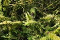 Fresh green moss Royalty Free Stock Photo