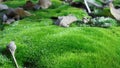 fresh green moss with small dew drops