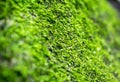 Fresh Green Moss Texture And Background In Forest.