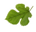 Fresh green Mulberry leaf isolated on white background Royalty Free Stock Photo